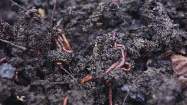 Nahaufnahme Roter Würmer Fruchtbarem Gartenboden — Stockvideo