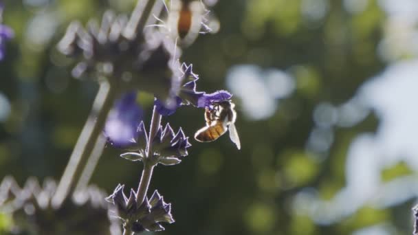 Lento Movimiento Una Abeja Miel Bebiendo Néctar Una Flor Púrpura — Vídeos de Stock