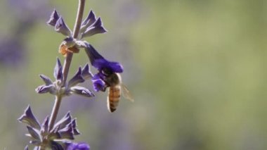 Mor bir çiçekten nektar içen bir bal arısının yavaş hareketi