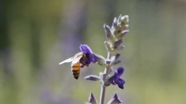Mor bir çiçekten nektar içen bir bal arısının yavaş hareketi