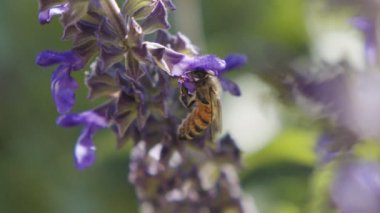 Mor bir çiçekten nektar içen bir bal arısının yavaş hareketi