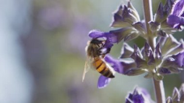 Mor bir çiçekten nektar içen bir bal arısının yavaş hareketi
