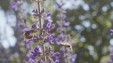 Mor bir çiçekten nektar içen bir bal arısının yavaş hareketi