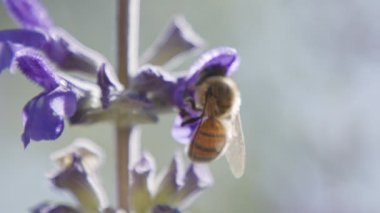 Mor bir çiçekten nektar içen bir bal arısının yavaş hareketi