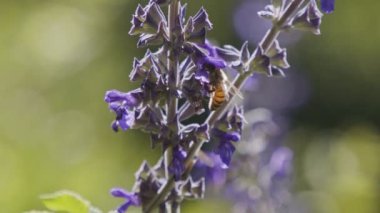 Mor bir çiçekten nektar içen bir bal arısının yavaş hareketi
