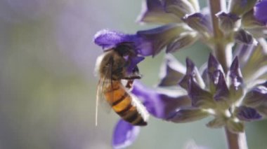Mor bir çiçekten nektar içen bir bal arısının yavaş hareketi