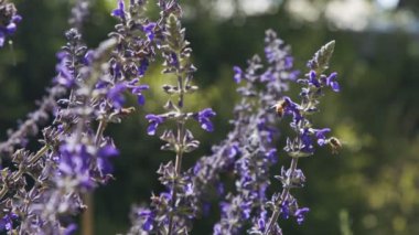 Mor bir çiçekten nektar içen bir bal arısının yavaş hareketi