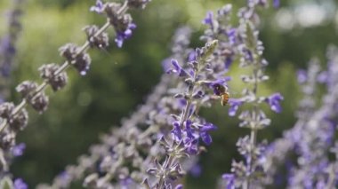 Mor bir çiçekten nektar içen bir bal arısının yavaş hareketi