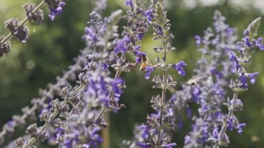 Mor bir çiçekten nektar içen bir bal arısının yavaş hareketi