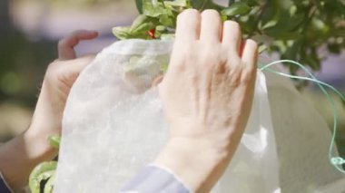Haşere önleme için ağaçta genç narı kaplamak