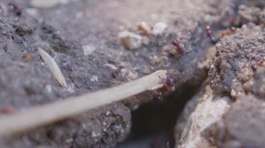 Yuvada çalışan büyük siyah karıncaların makro görüntüleri.