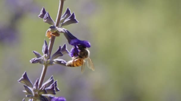 Lila Virágból Származó Mézelő Méhek Nektárjának Lassú Mozgása — Stock videók