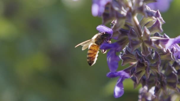 蜜蜂慢慢地喝着紫色花朵中的花蜜 — 图库视频影像
