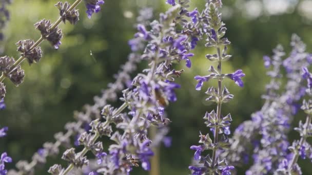 Медленное Движение Пчелы Пьющей Нектар Фиолетового Цветка — стоковое видео