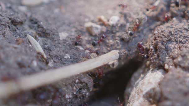 大型黑蚂蚁在巢边工作的宏观画面 — 图库视频影像