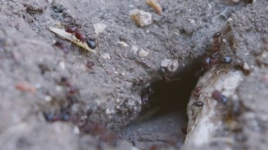 Yuvada çalışan büyük siyah karıncaların makro görüntüleri.