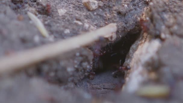 Macro Filmagem Grandes Formigas Negras Trabalhando Pelo Ninho — Vídeo de Stock