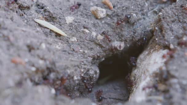 Yuvada Çalışan Büyük Siyah Karıncaların Makro Görüntüleri — Stok video