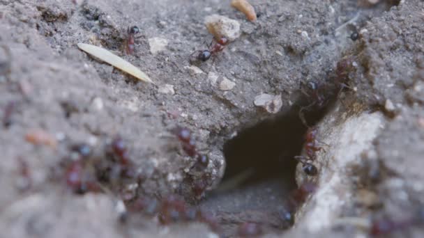 大型黑蚂蚁在巢边工作的宏观画面 — 图库视频影像
