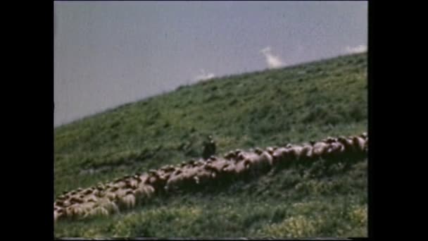 Menashe Heights Israël Rond 1940 Israëlische Boeren Hoeden Schapen Heuvels — Stockvideo
