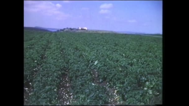 Menashe Heights Israel Circa 1940S Israeli Farmers Working Fields Plantations — Stockvideo