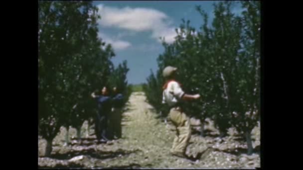 Menashe Heights Israel Circa 1940S Israeli Farmers Working Fields Plantations — 图库视频影像