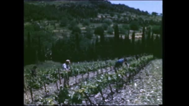 Menashe Heights Israel Circa 1940S Israeli Farmers Working Fields Plantations — Stok video