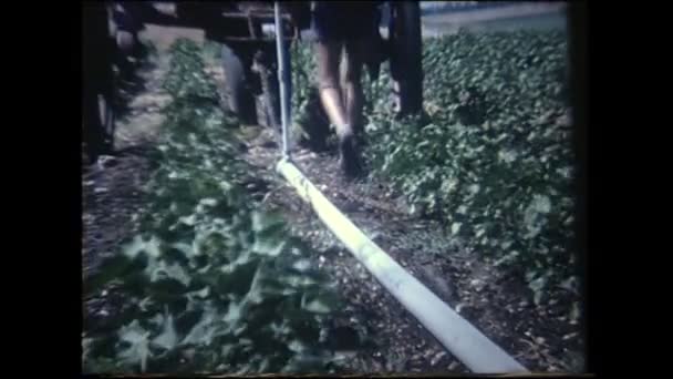 Daratan Menashe Israel Sekitar Tahun 1940 Petani Israel Yang Bekerja — Stok Video