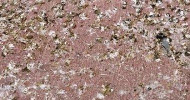 Abstract - close up of bird faeces