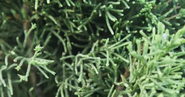 Abstract - close up footage of conifer tree branches