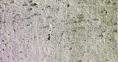 Rotten unhygienic grey grunge concrete wall texture with fungus.