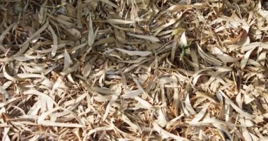 Abstract - dry eucalyptus leaves on the ground under a tree
