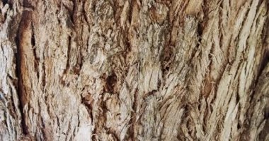 Abstract close up shot of large tree bark with textures and cracks
