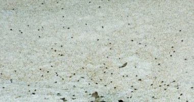 Abstract - hunderds of bees hovering over garins in a farm
