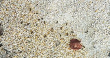 Abstract - hunderds of bees hovering over garins in a farm
