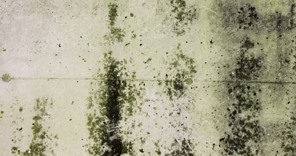 Rotten Unhygienic Grey Grunge Concrete Wall Texture Fungus — Vídeo de stock