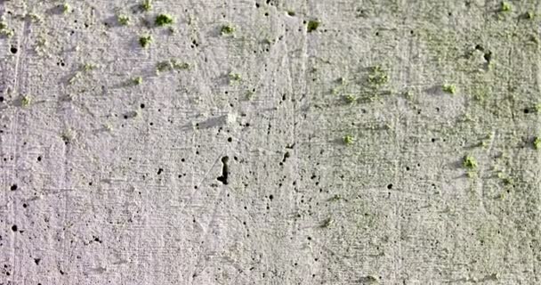 Rotten Unhygienic Grey Grunge Concrete Wall Texture Fungus — ストック動画