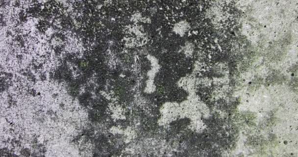Rotten Unhygienic Grey Grunge Concrete Wall Texture Fungus — Stockvideo