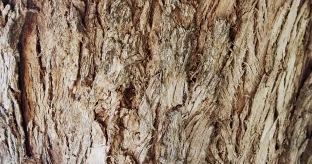 Abstract Close Shot Large Tree Bark Textures Cracks — Vídeo de stock