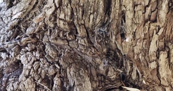Абстрактний Крупним Планом Знімок Великої Кори Дерева Текстурами Тріщинами — стокове відео