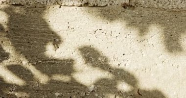 Abstract - shadow of a tree on a concrete wall