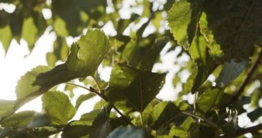 Rich green leaves of a tree waving in wind. Sun shining through. Abstract slow motion shot