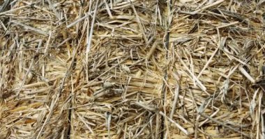 Abstract close up shot of yellow hay stack with textures and patterns