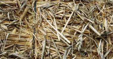 Abstract close up shot of yellow hay stack with textures and patterns