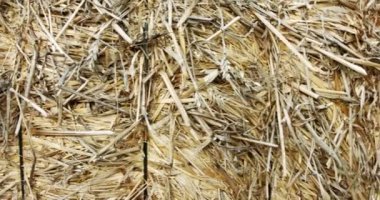 Abstract close up shot of yellow hay stack with textures and patterns