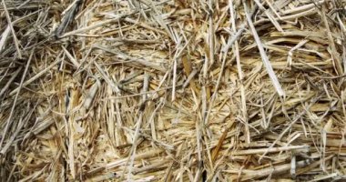 Abstract close up shot of yellow hay stack with textures and patterns