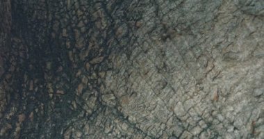 Abstract close up shot of large tree bark with textures and cracks