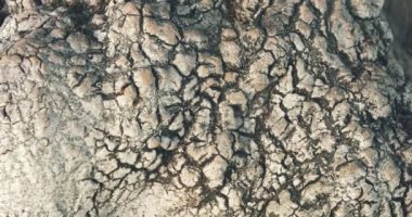 Abstract close up shot of large tree bark with textures and cracks