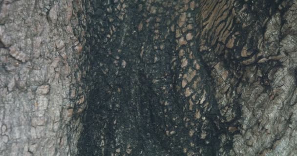 Абстрактний Крупним Планом Знімок Великої Кори Дерева Текстурами Тріщинами — стокове відео