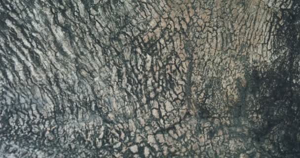 Abstract Close Shot Large Tree Bark Textures Cracks — Stockvideo